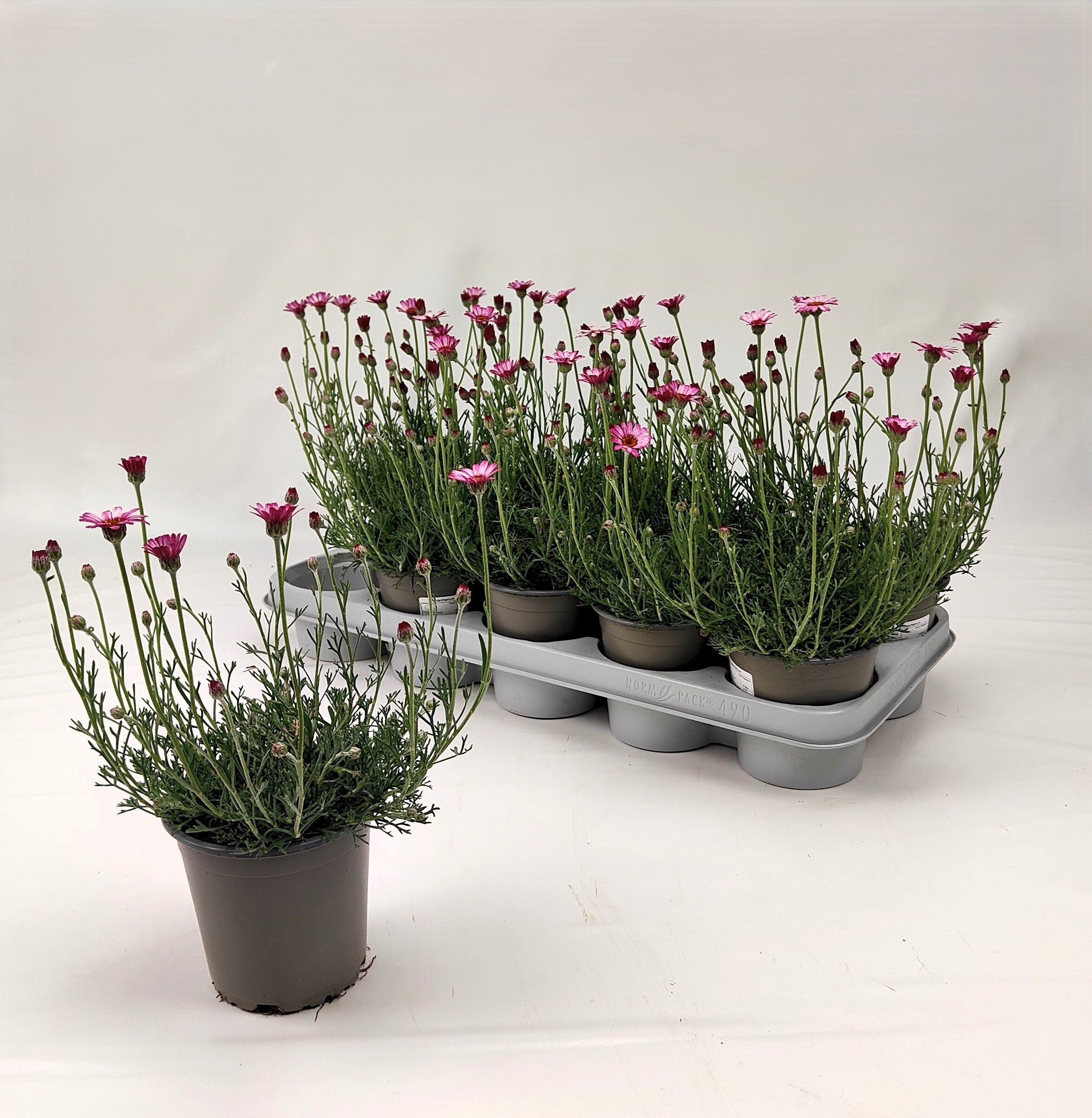 Горшечные цветы и растения оптом Rhodan H Africa Rose от 10шт из Голландии с доставкой по России