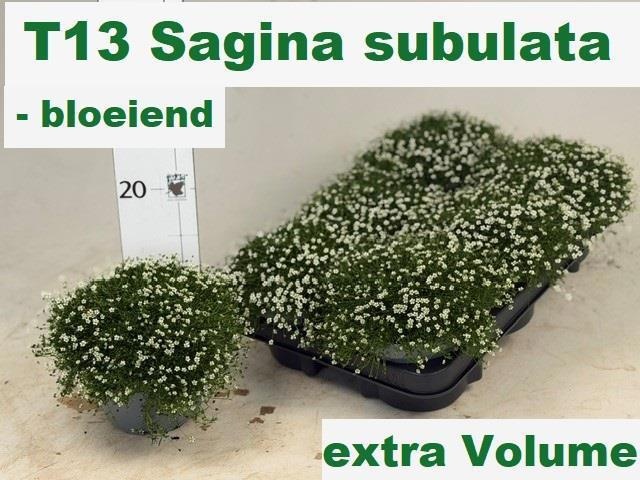 Горшечные цветы и растения оптом Sagina Subulata от 6шт из Голландии с доставкой по России