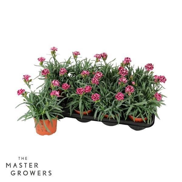 Горшечные цветы и растения оптом Dianthus Car Diwali от 8шт из Голландии с доставкой по России