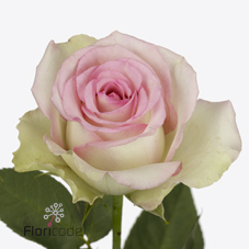 Срезанные цветы оптом Rosa large pink journey от 60шт из Голландии с доставкой по России