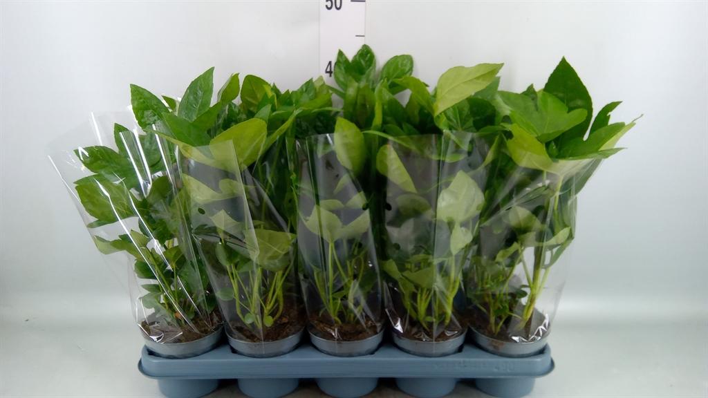 Горшечные цветы и растения оптом Fatsia Japonica от 10шт из Голландии с доставкой по России