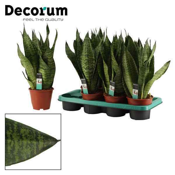 Горшечные цветы и растения оптом Sansevieria Super Green (decorum) от 7шт из Голландии с доставкой по России