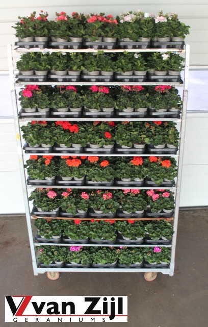 Горшечные цветы и растения оптом Pel Zon Mixk от 12шт из Голландии с доставкой по России