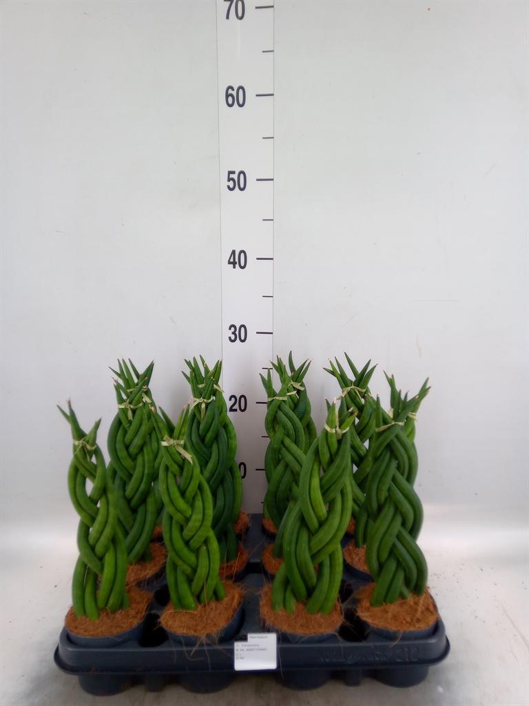 Горшечные цветы и растения оптом Sansevieria Cyl.  ... от 12шт (для телеги) из Голландии с доставкой по России
