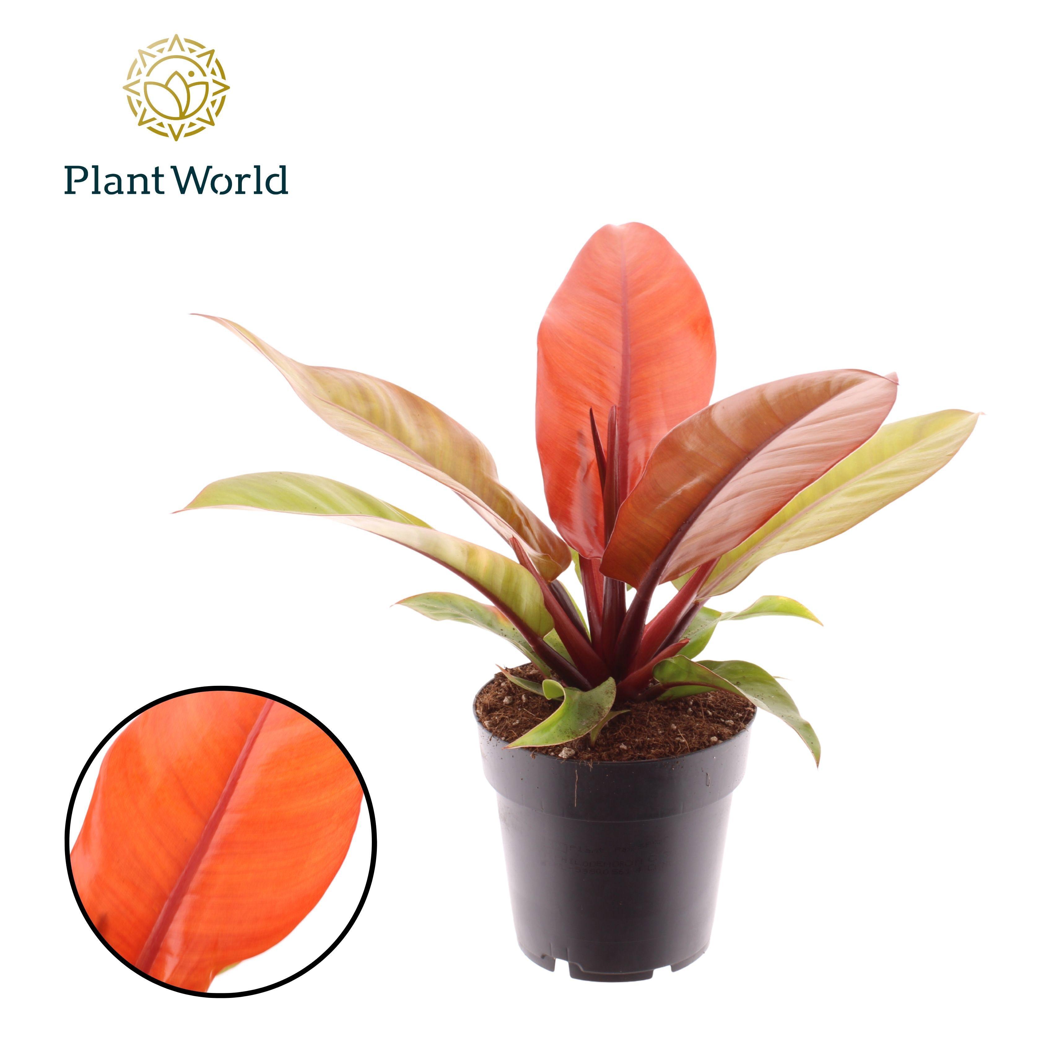 Горшечные цветы и растения оптом Philodendron Prince Of Orange от 7шт из Голландии с доставкой по России