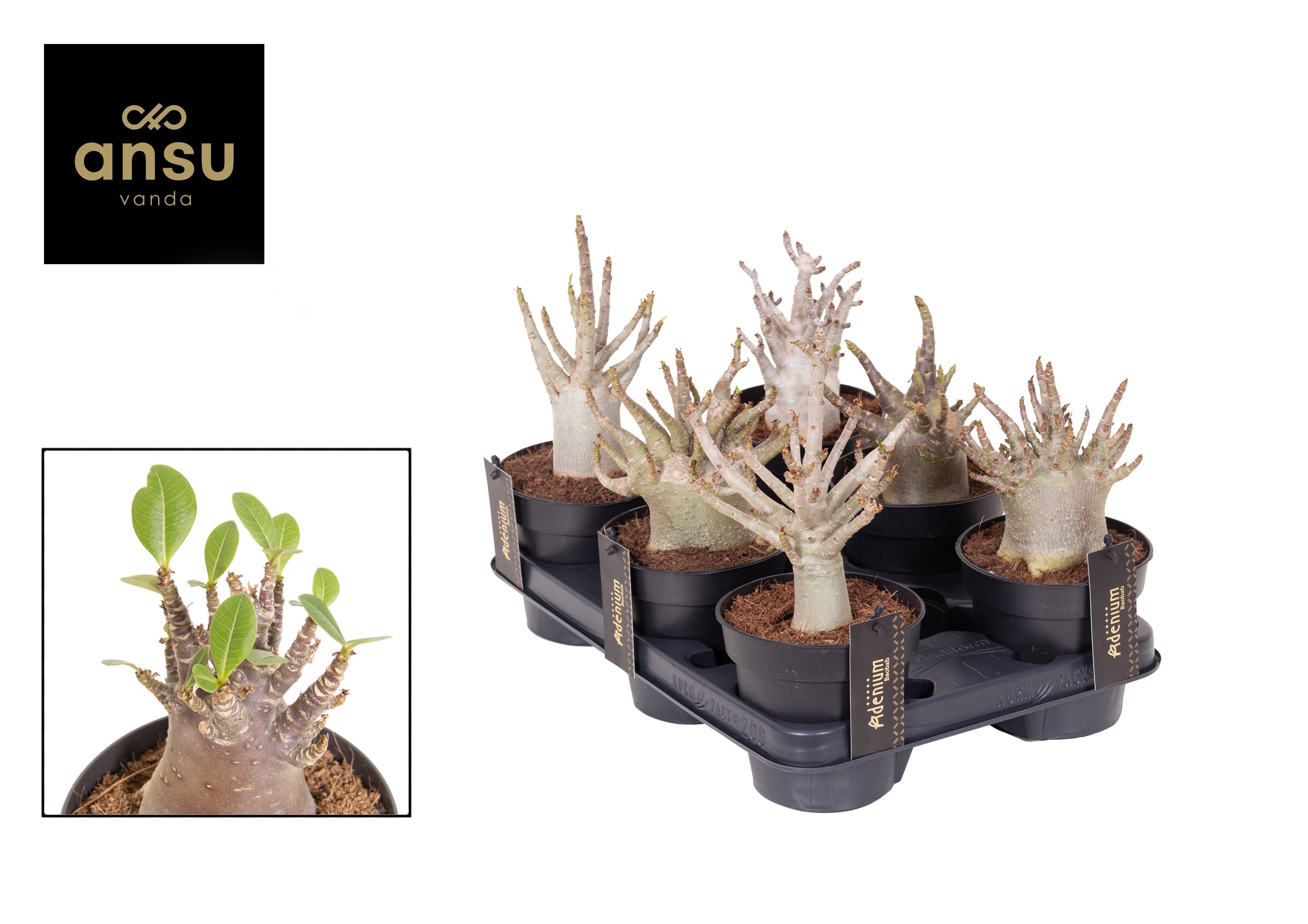 Горшечные цветы и растения оптом Adenium Baobab от 10шт из Голландии с доставкой по России