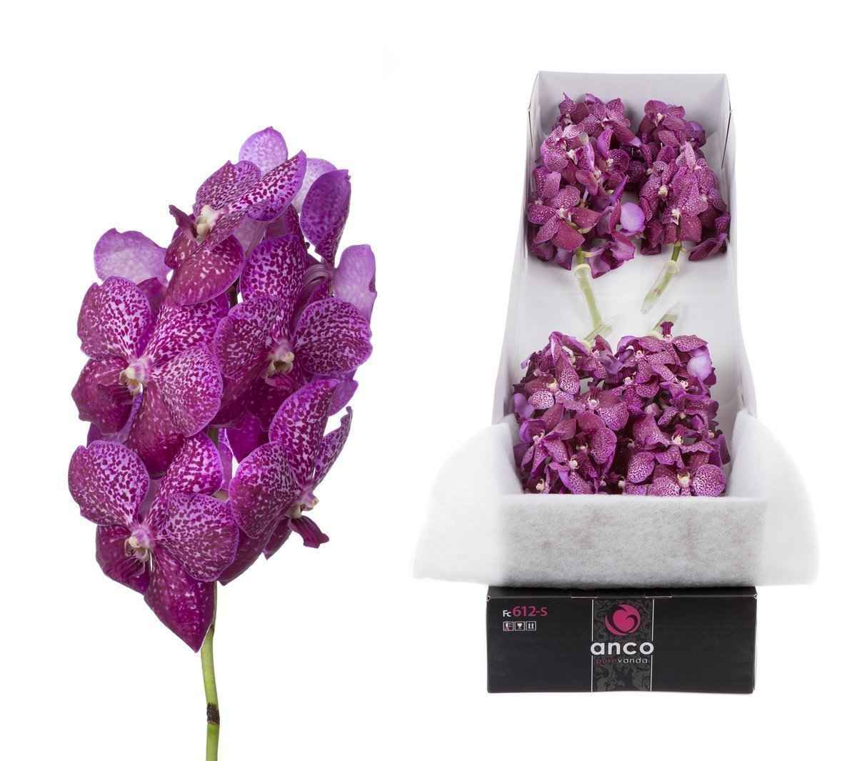 Срезанные цветы оптом Vanda sunanda magenta glitter per stem от 8шт из Голландии с доставкой по России