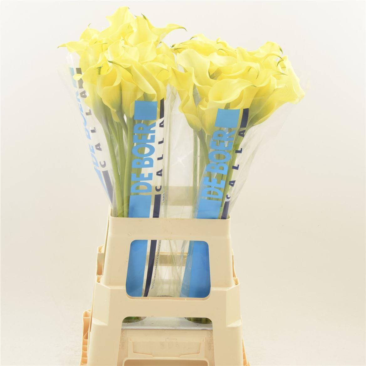 Срезанные цветы оптом Zantedeschia alice springs от 40шт из Голландии с доставкой по России