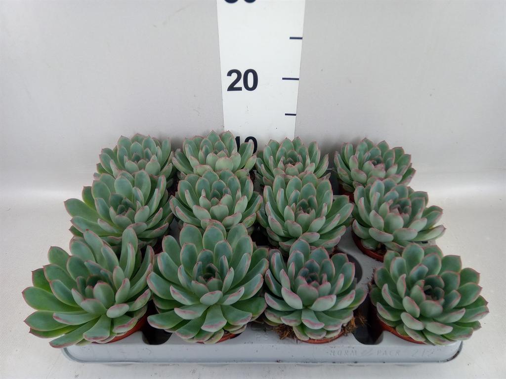 Горшечные цветы и растения оптом Echeveria apus от 12шт (для телеги) из Голландии с доставкой по России