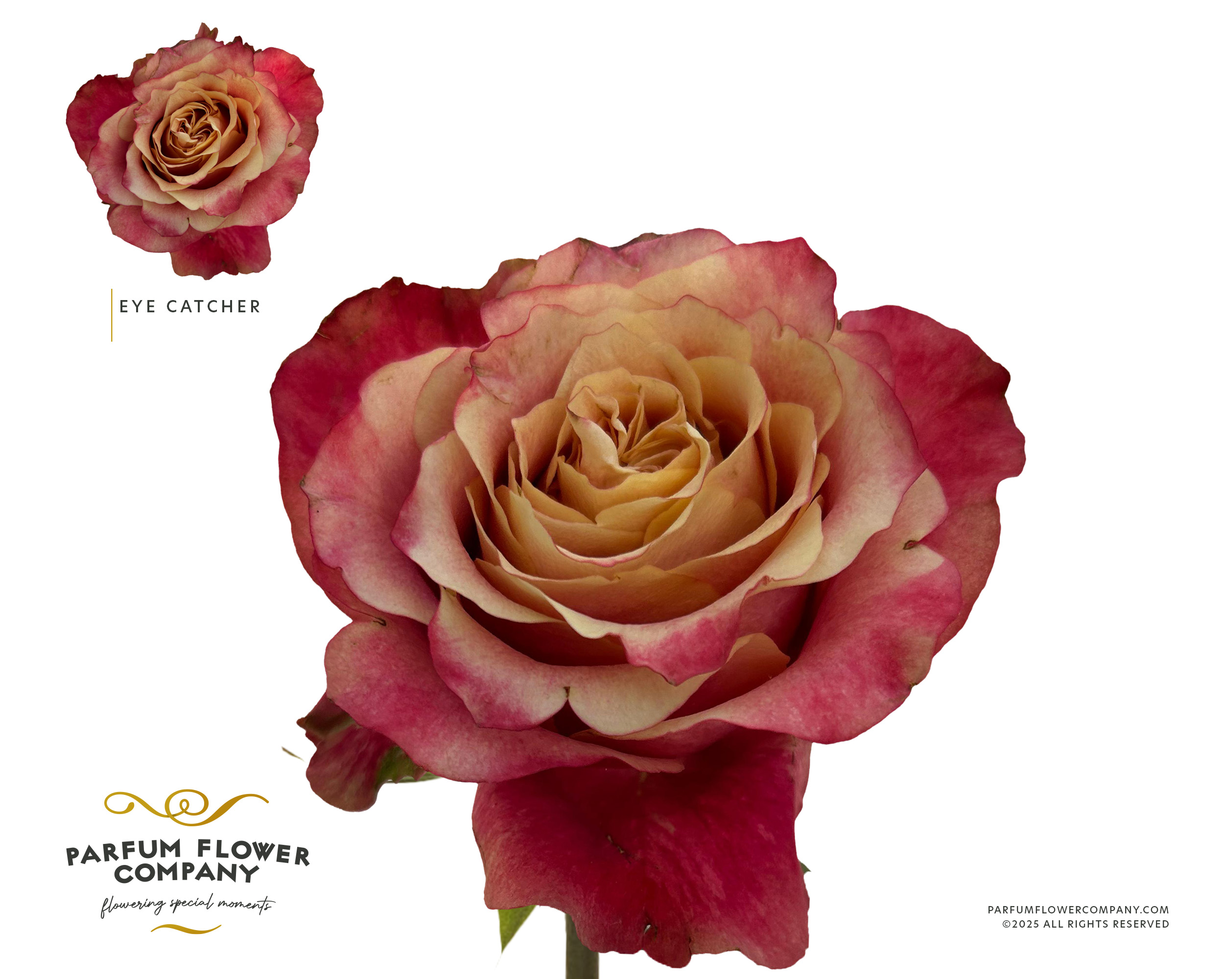 Срезанные цветы оптом Rosa garden eye catcher от 20шт из Голландии с доставкой по России