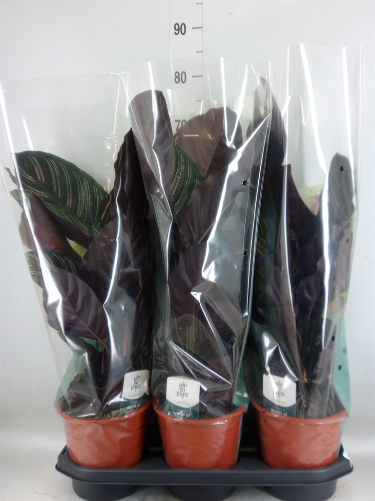 Горшечные цветы и растения оптом Calathea Sanderiana от 3шт из Голландии с доставкой по России