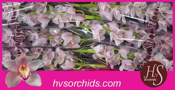Срезанные цветы оптом Cymbidium pink california delmonte от 6шт. из Голландии с доставкой по России