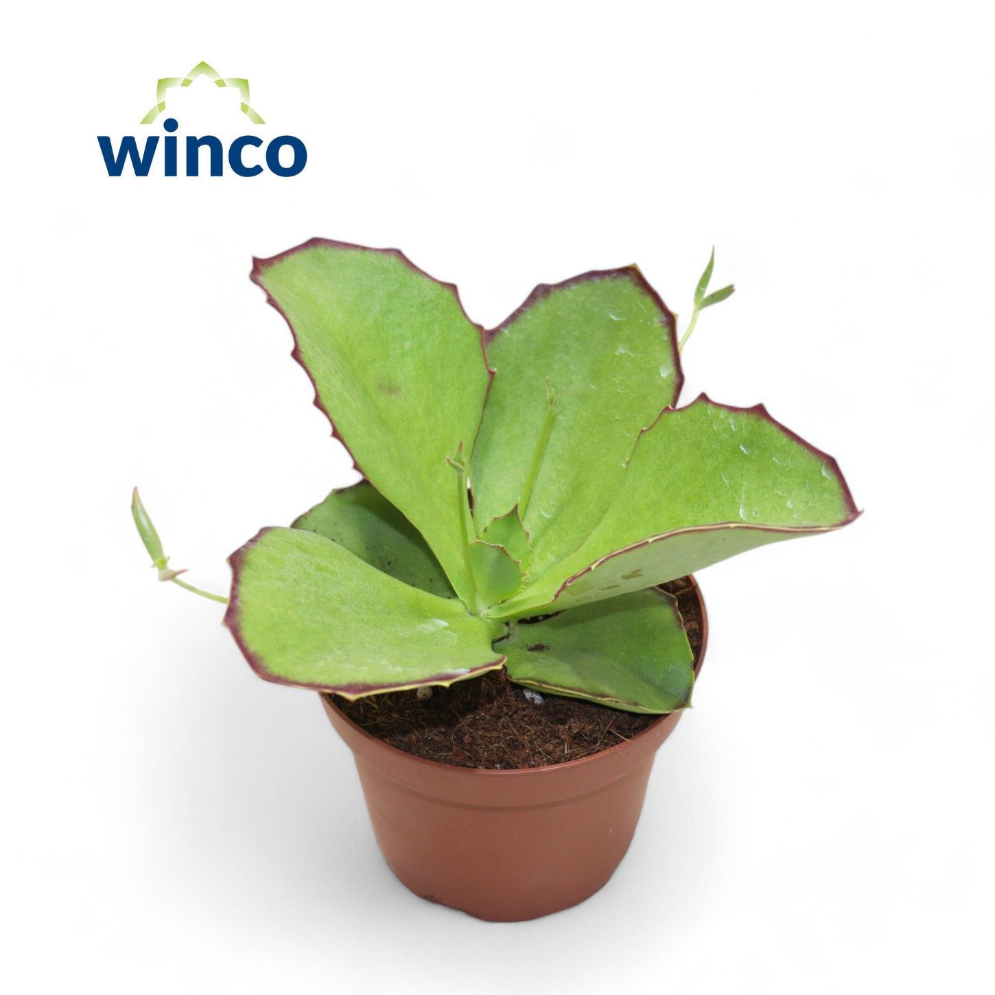 Горшечные цветы и растения оптом Kalanchoe Tomentosa от 6шт из Голландии с доставкой по России