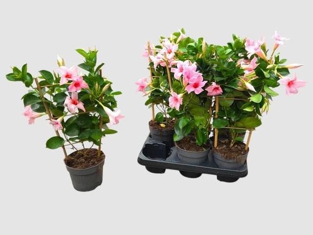 Горшечные цветы и растения оптом Mandevilla Sun Cr Pink от 6шт из Голландии с доставкой по России