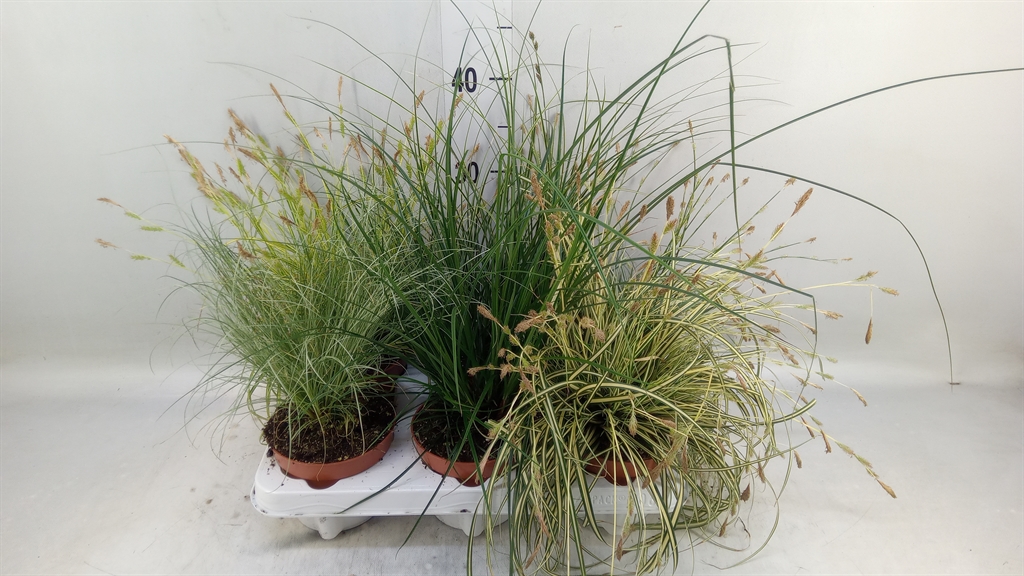 Горшечные цветы и растения оптом Carex   ...mix от 6шт из Голландии с доставкой по России