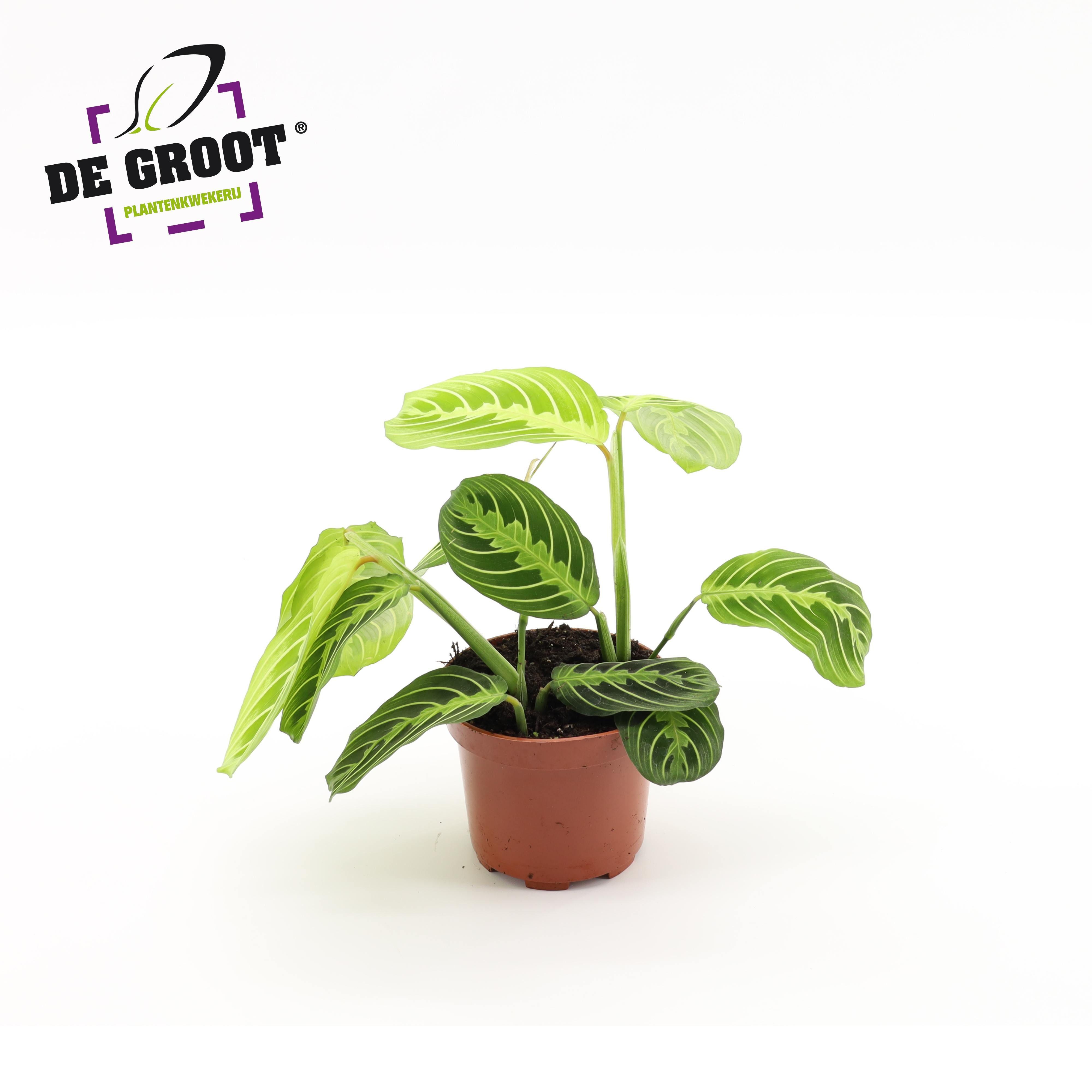 Горшечные цветы и растения оптом Maranta Lemon Lime от 10шт из Голландии с доставкой по России