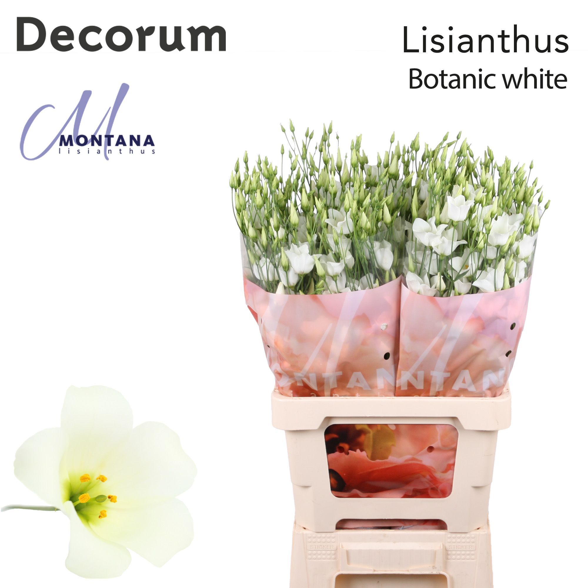 Срезанные цветы оптом Lisianthus si botanic white от 20шт из Голландии с доставкой по России