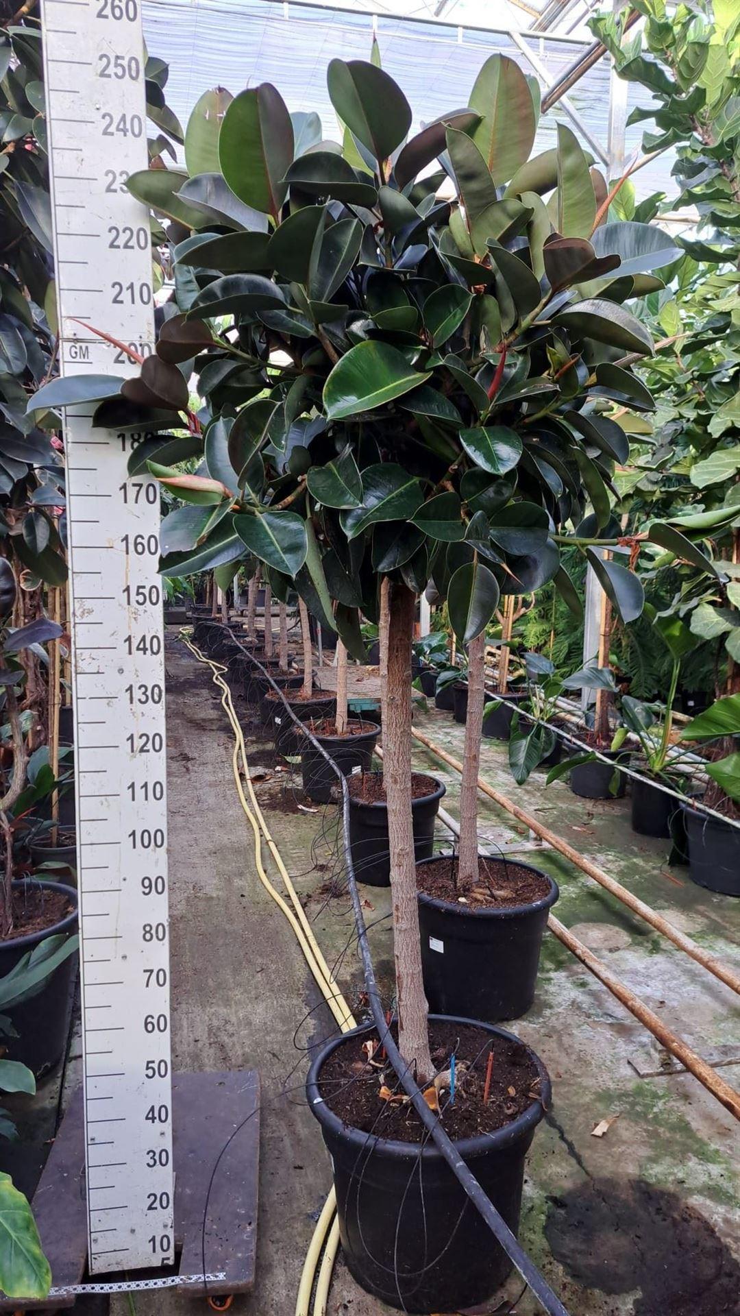 Горшечные цветы и растения оптом Ficus Elastica robusta от 1шт из Голландии с доставкой по России