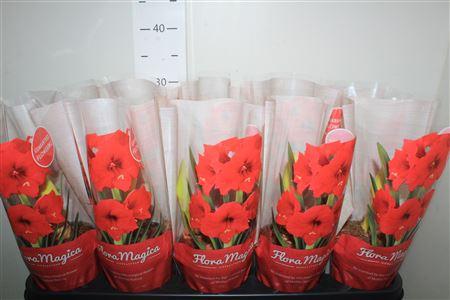 Горшечные цветы и растения оптом Hippeas Royal Red 1 Knop от 10шт из Голландии с доставкой по России