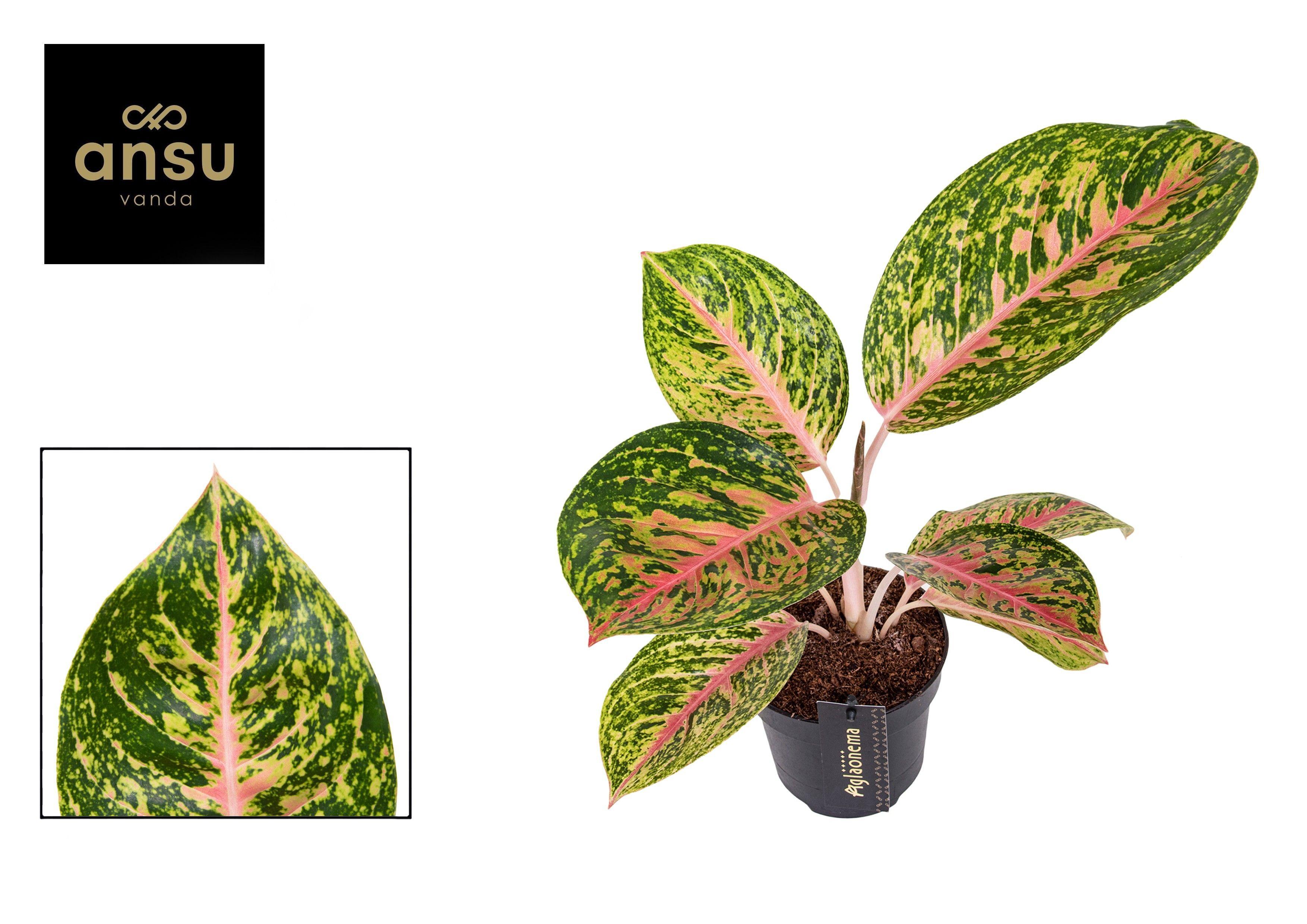 Горшечные цветы и растения оптом Aglaonema Spring Red от 6шт из Голландии с доставкой по России