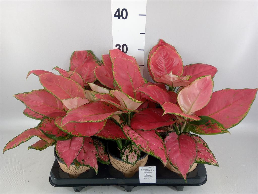 Горшечные цветы и растения оптом Aglaonema ... от 6шт из Голландии с доставкой по России