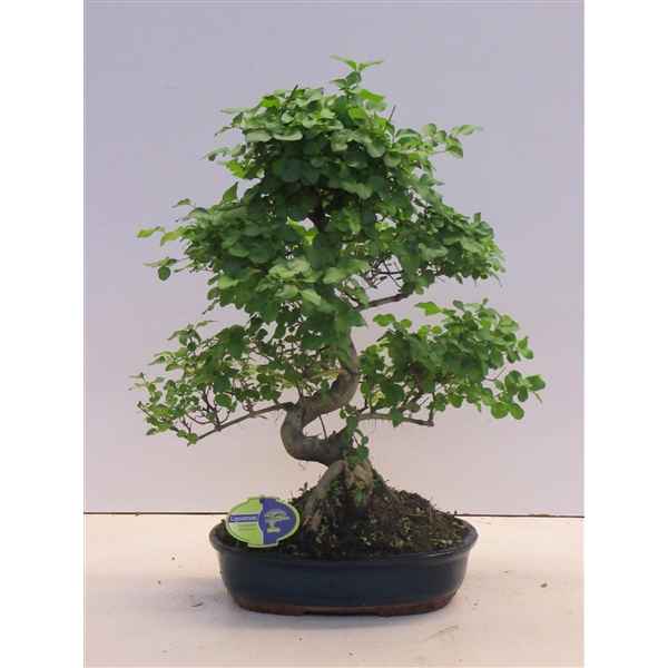 Горшечные цветы и растения оптом Bonsai Ligustrum Sinensis, 32cm., Shape, Without D от 2шт из Голландии с доставкой по России