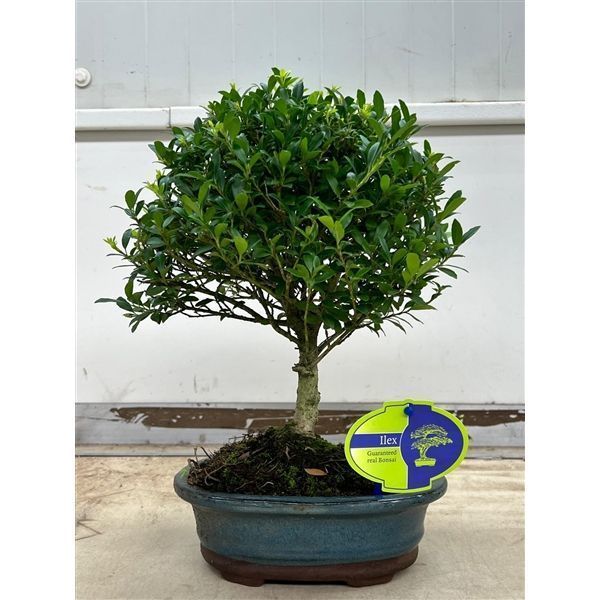 Горшечные цветы и растения оптом Bonsai Ilex Crenata, 18 Cm., Broom, Without Drip T от 5шт из Голландии с доставкой по России