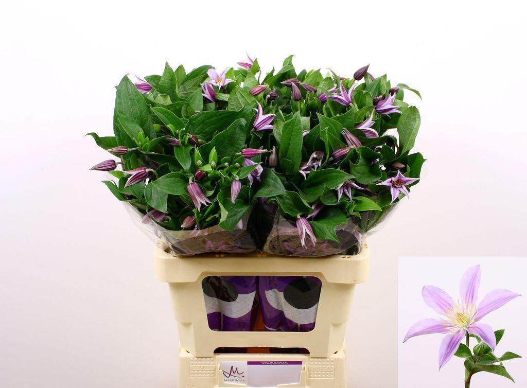 Срезанные цветы оптом Clematis star river от 40шт. из Голландии с доставкой по России