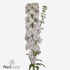Срезанные цветы оптом Delphinium do el dewi pink spijker от 25шт из Голландии с доставкой по России
