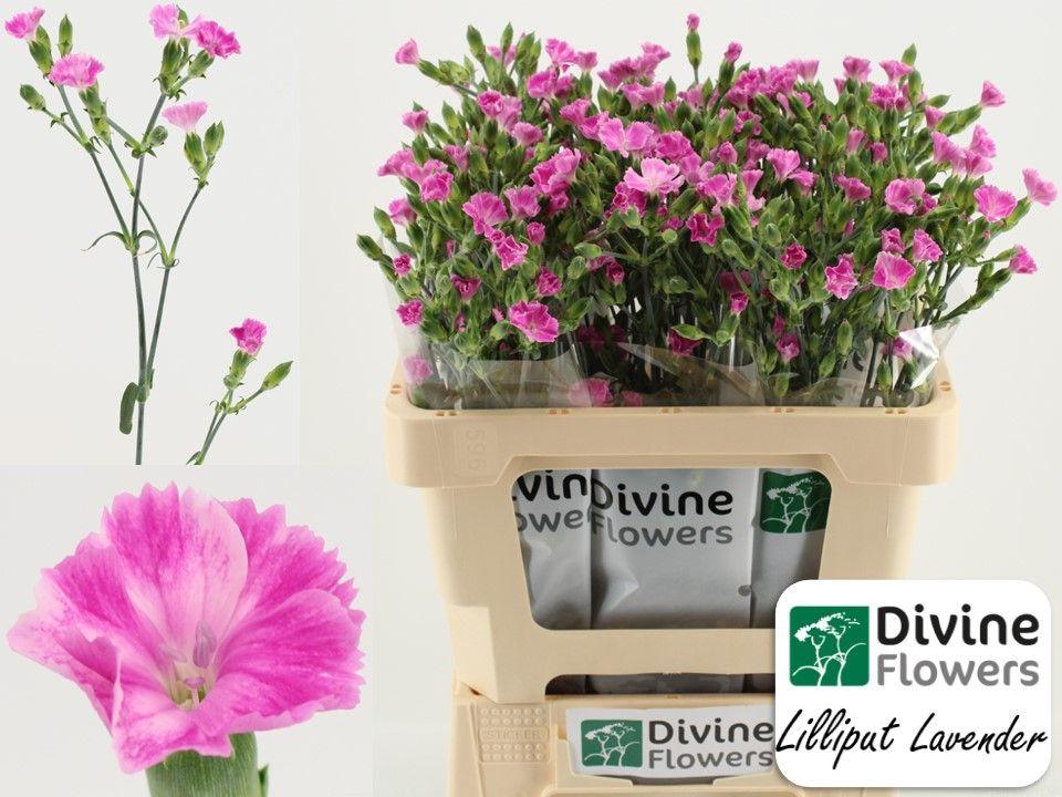 Срезанные цветы оптом Dianthus sp lilliput lavender от 60шт из Голландии с доставкой по России