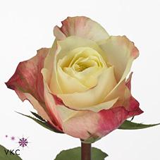 Срезанные цветы оптом Rosa large marosa от 50шт из Голландии с доставкой по России