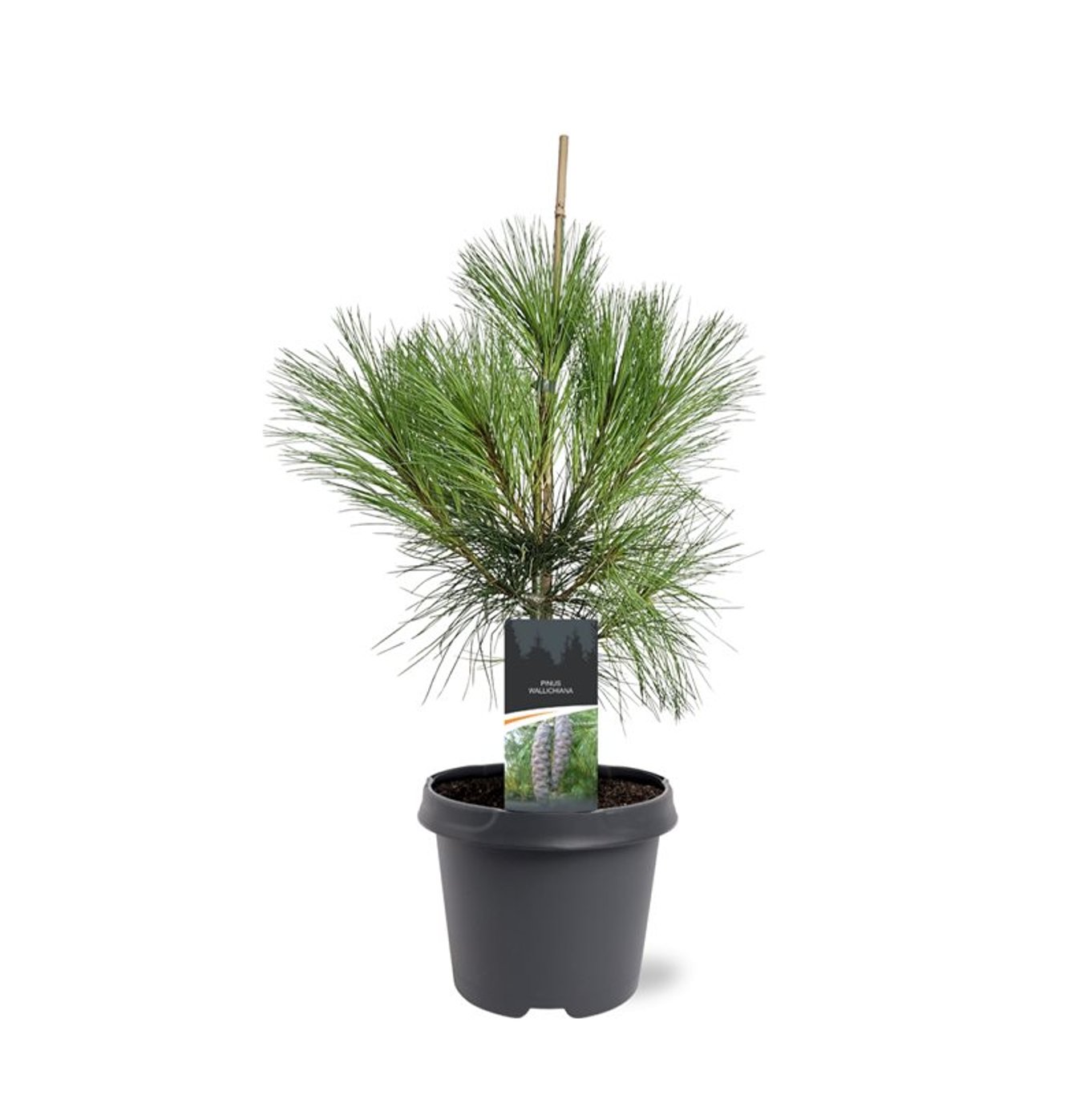 Горшечные цветы и растения оптом Pinus Wallichiana от 1шт из Голландии с доставкой по России