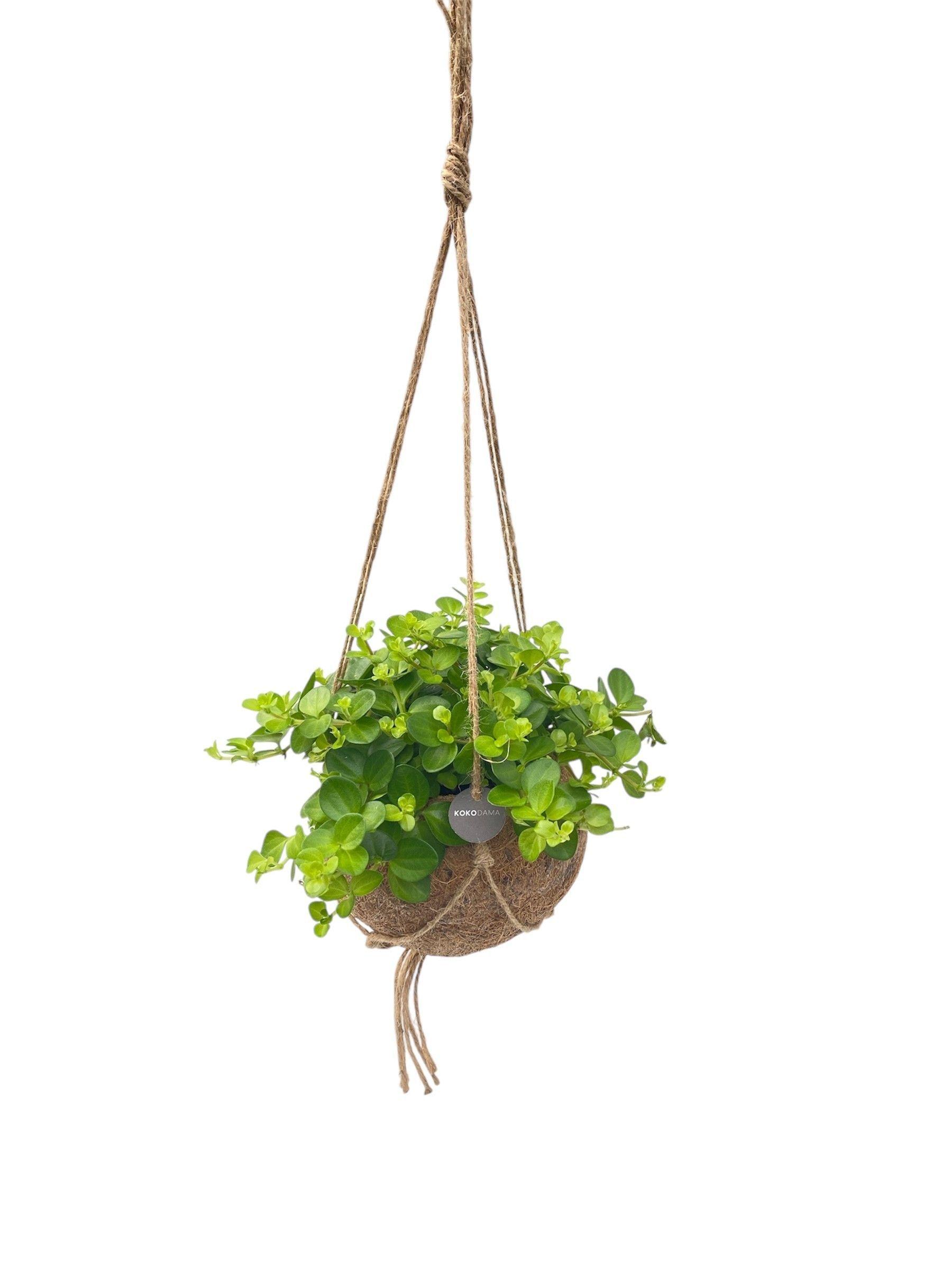 Горшечные цветы и растения оптом Pep Rotundifolia от 3шт из Голландии с доставкой по России