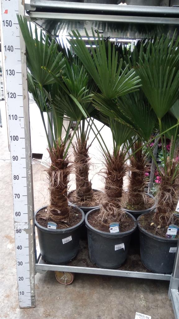 Горшечные цветы и растения оптом Trachycarpus Wagnerianus от 1шт из Голландии с доставкой по России