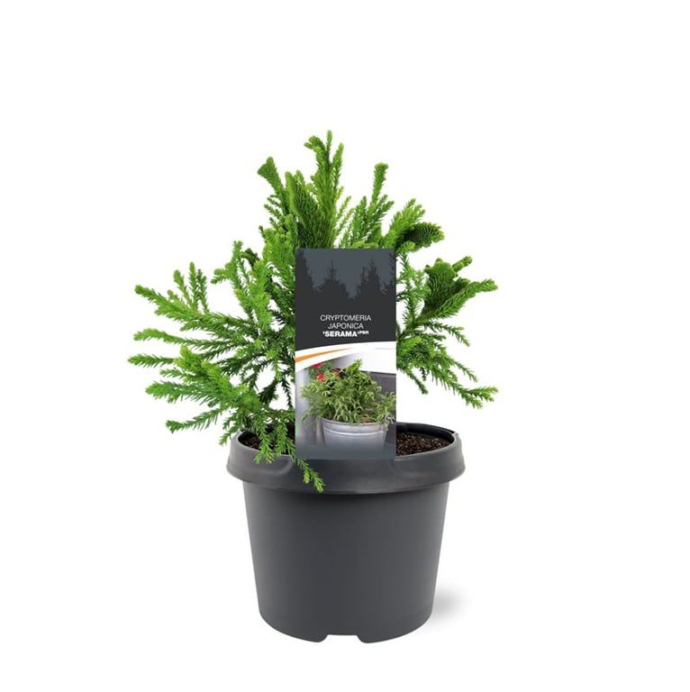 Горшечные цветы и растения оптом Cryptomeria Jap Serama от 1шт из Голландии с доставкой по России
