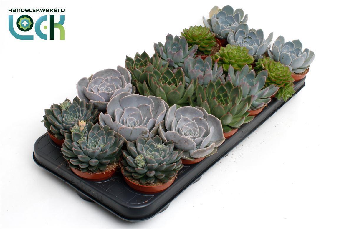 Горшечные цветы и растения оптом Echeveria Gemengd от 18шт (для телеги) из Голландии с доставкой по России