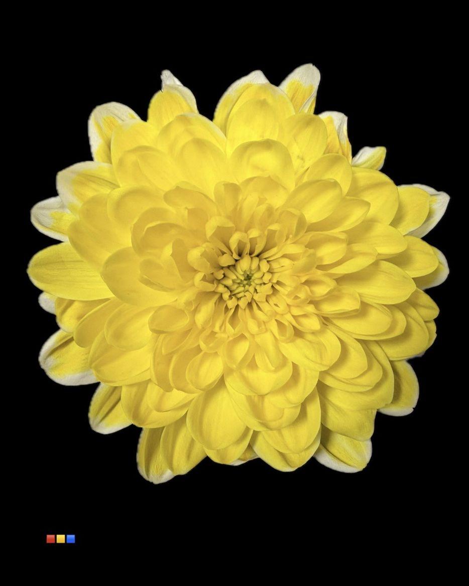 Срезанные цветы оптом Chrys sp paint altaj yellow от 40шт из Голландии с доставкой по России