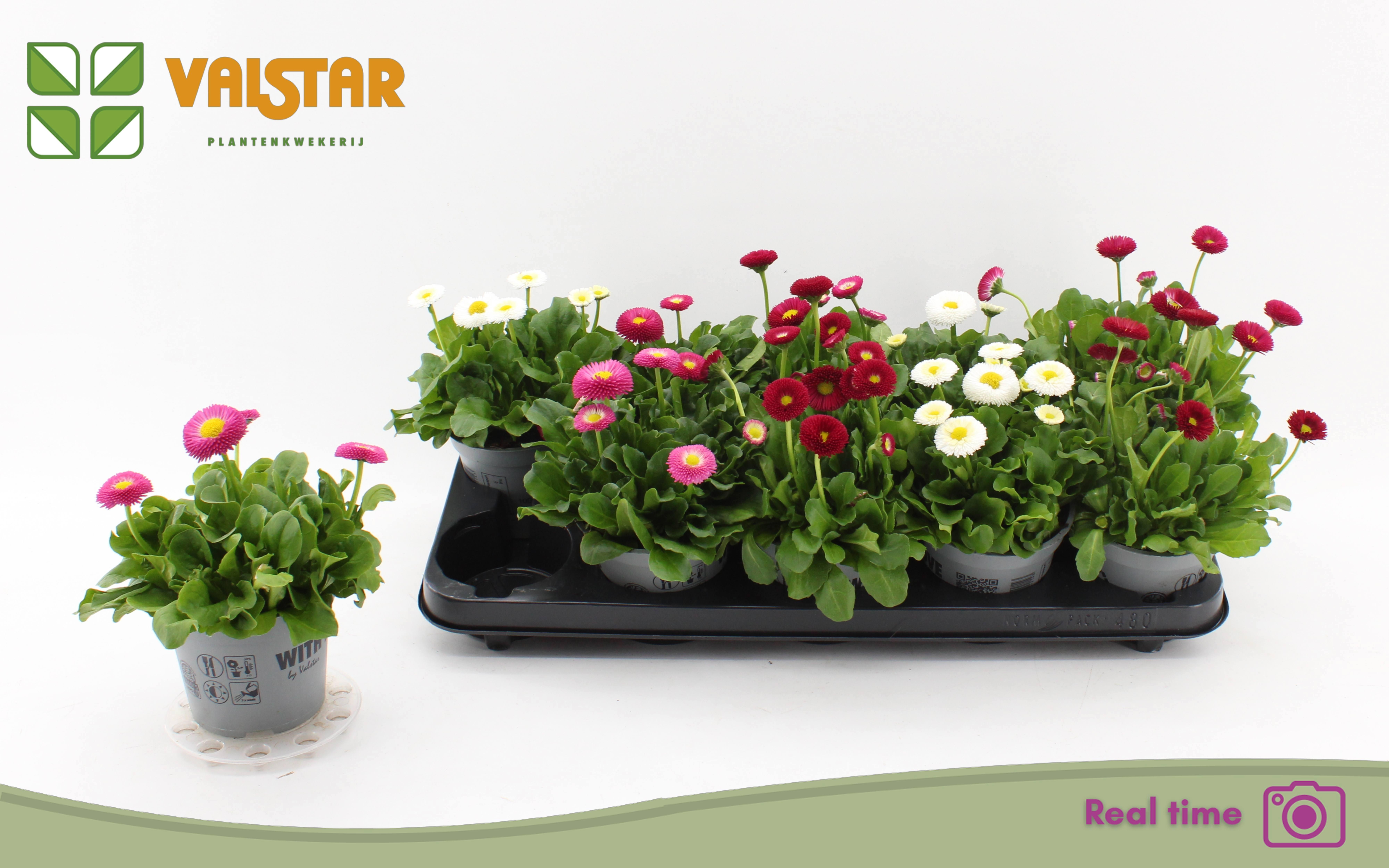 Горшечные цветы и растения оптом Bellis P Kl Bel Gem от 10шт из Голландии с доставкой по России