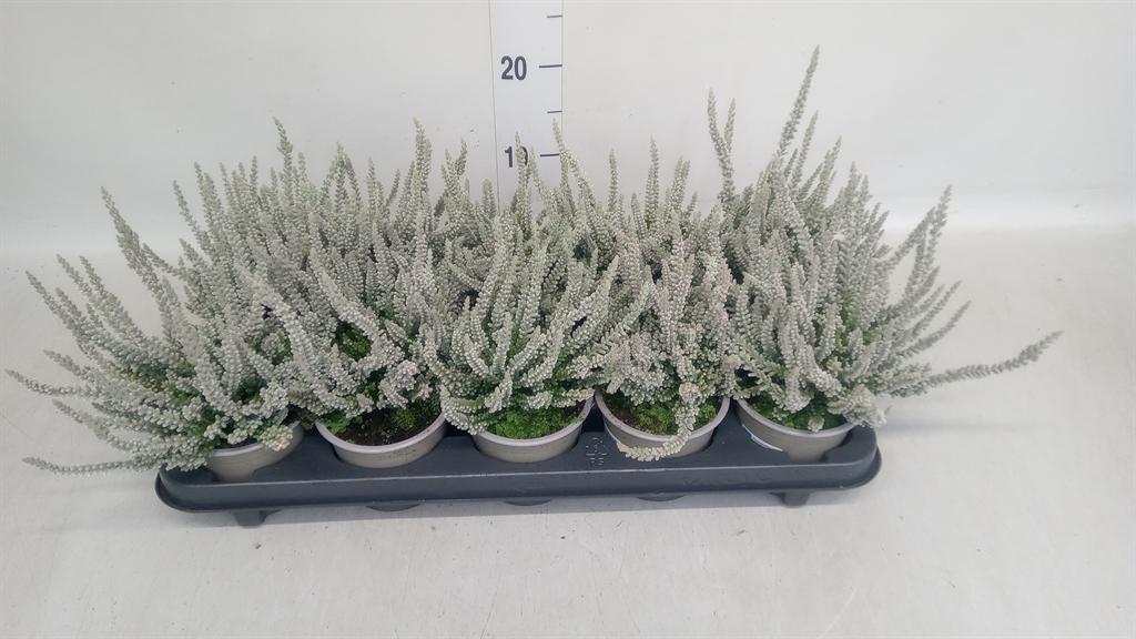 Горшечные цветы и растения оптом Calluna Vulg. garden G Fluffy от 10шт из Голландии с доставкой по России