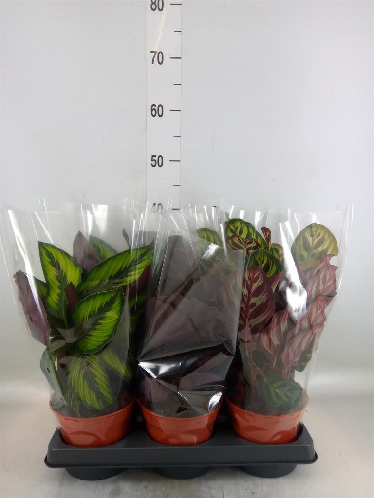 Горшечные цветы и растения оптом Calathea   ...mix от 6шт из Голландии с доставкой по России