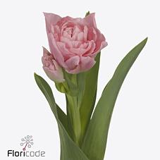 Срезанные цветы оптом Tulipa do dreamer от 50шт из Голландии с доставкой по России