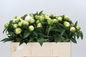 Срезанные цветы оптом Paeonia duchess de nemours от 60шт из Голландии с доставкой по России