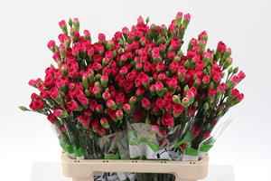 Срезанные цветы оптом Dianthus sp pigeon от 100шт из Голландии с доставкой по России