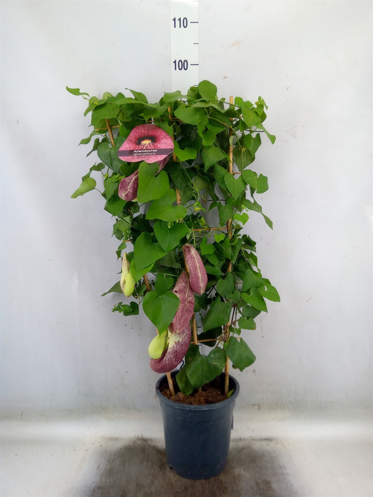 Горшечные цветы и растения оптом Aristolochia Macrophylla от 1шт из Голландии с доставкой по России