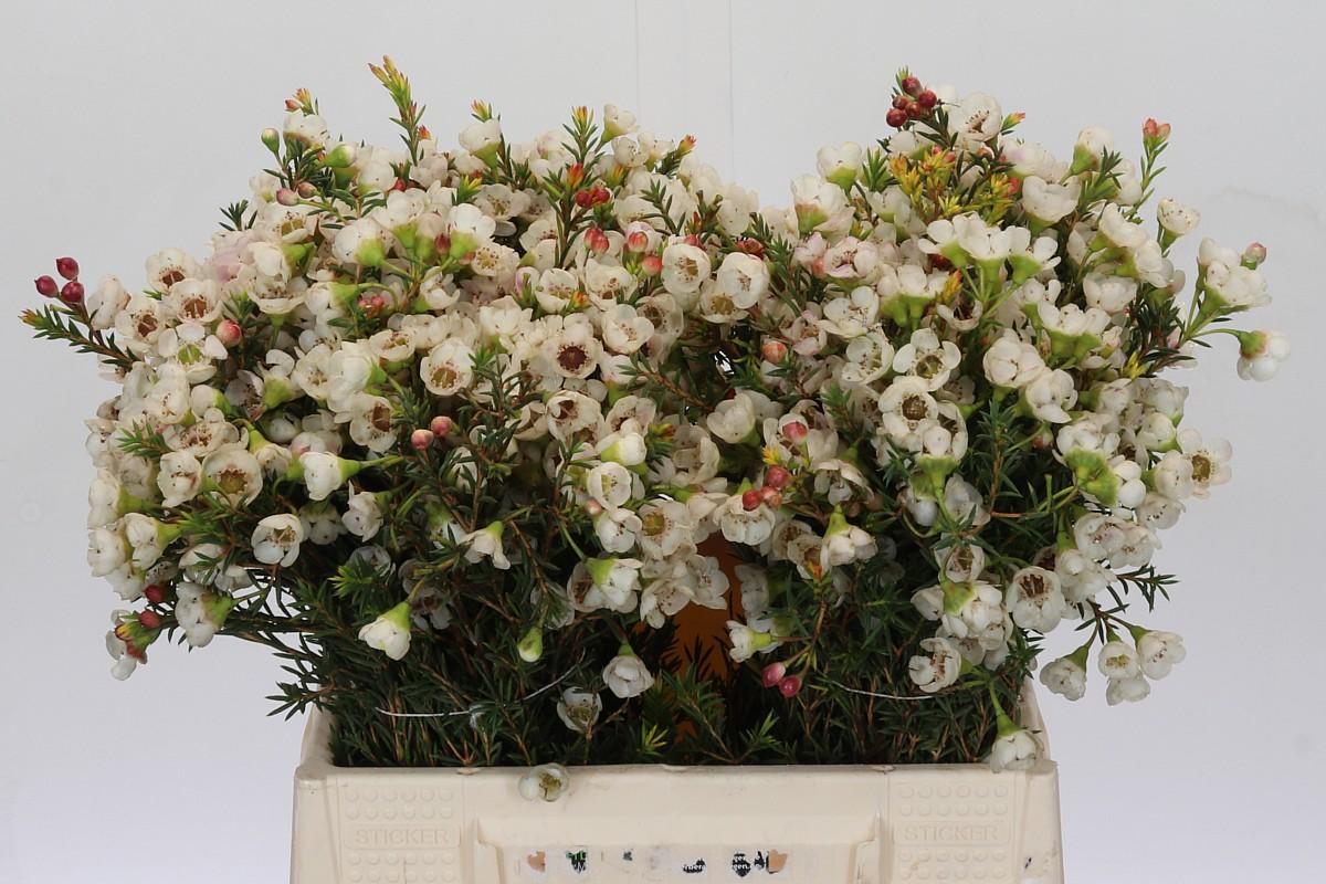 Срезанные цветы оптом Chamelaucium moonlight delight от 100шт из Голландии с доставкой по России