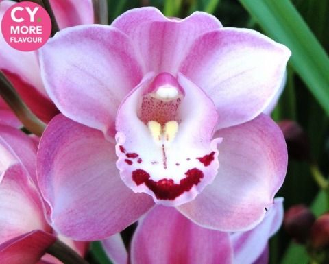 Срезанные цветы оптом Minicymbidium riaad от 10шт. из Голландии с доставкой по России