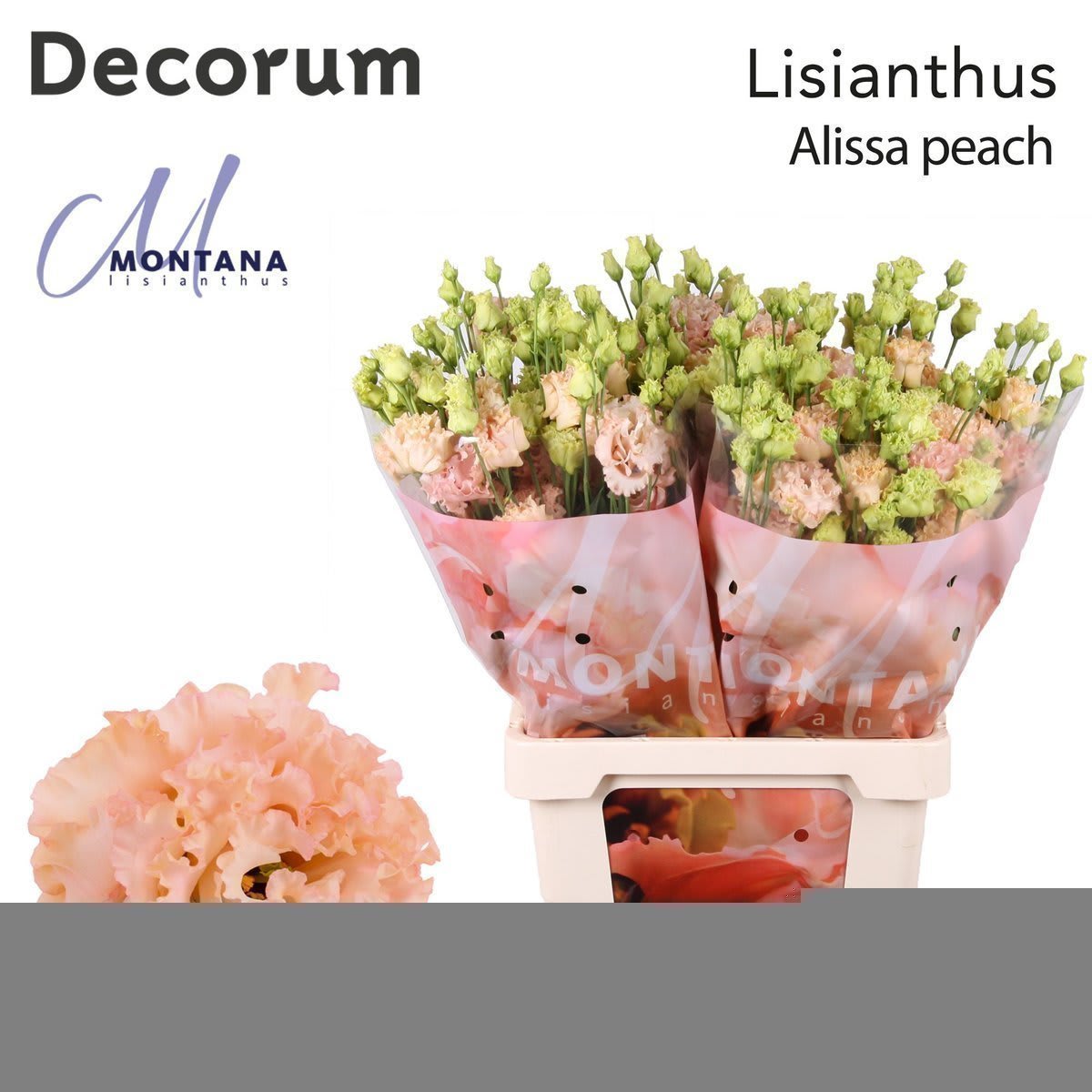 Срезанные цветы оптом Lisianthus do alissa peach от 20шт из Голландии с доставкой по России