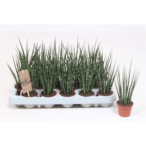 Горшечные цветы и растения оптом Sansevieria Fernwood Mikado от 20шт из Голландии с доставкой по России