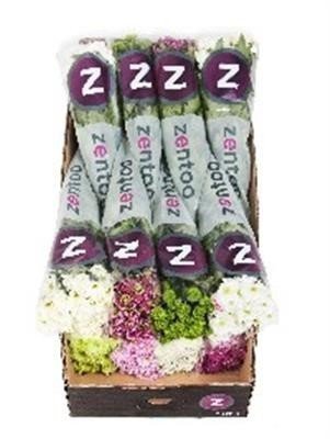 Срезанные цветы оптом Chrys sp mix Zentoo seasons от 80шт из Голландии с доставкой по России