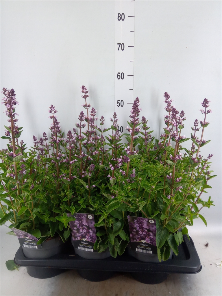 Горшечные цветы и растения оптом Nepeta   ... от 6шт из Голландии с доставкой по России